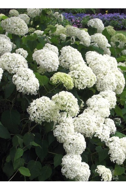 Гортензія Грандіфлора великі кремово-білі суцвіття